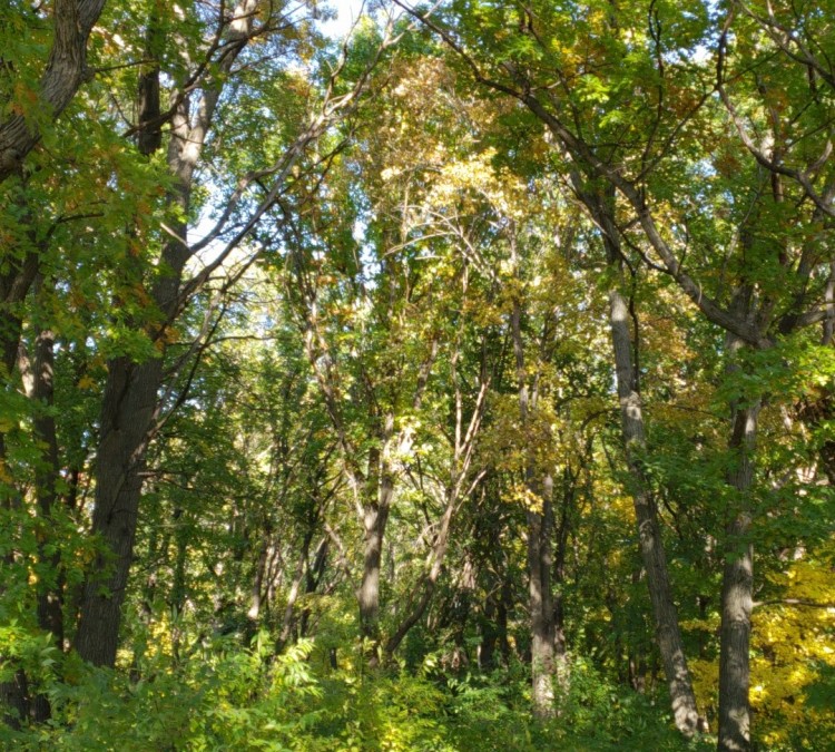 oak-savannah-park-photo